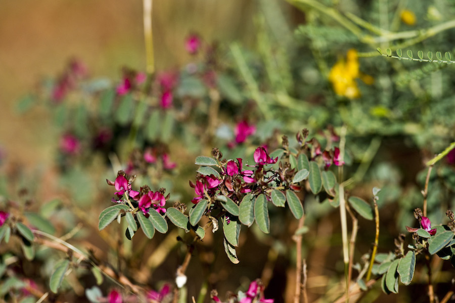 Kintyre Purple Wildflowers 